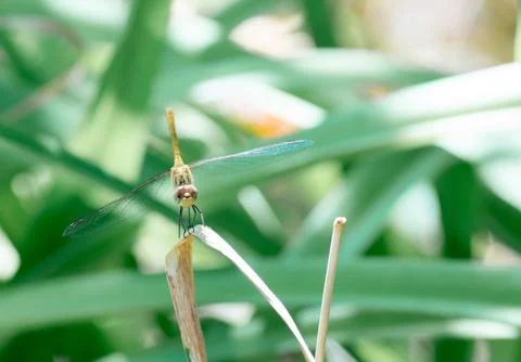 Dragonfly closeup resting on limb Foto stock