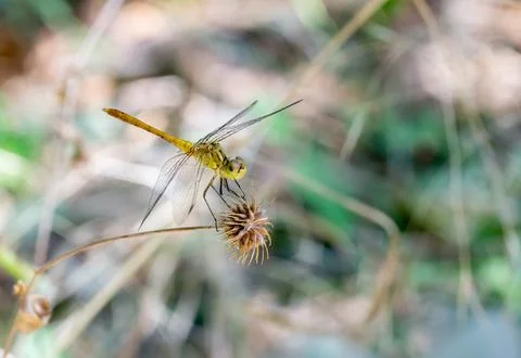 Dragonfly closeup resting on limb Foto stock