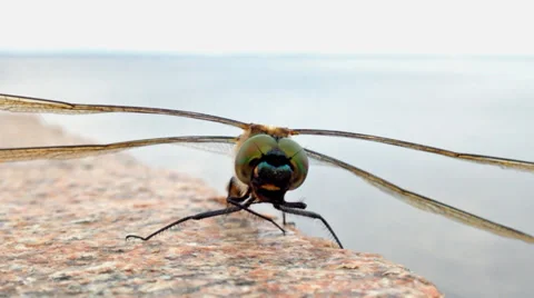 Dragonfly closeup shot Stock Footage 29835090