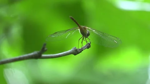 Dragonfly closeup view from behind Stock Footage 65283445