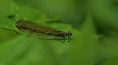 A dragonfly closeup in wildlife on a leaf, copy space Stock Photos