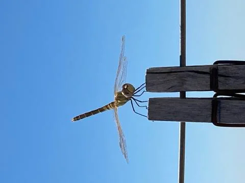 Dragonfly on clothespins Stock Photos