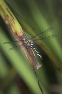 Dragonfly colorful insects of summer Foto stock