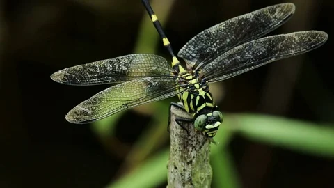 Dragonfly: Common Flangetail eating bees on stick Stock Footage 79998790
