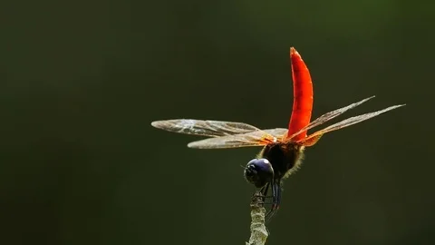 Dragonfly: Common Red Skimmer on branch Stock Footage 80001390