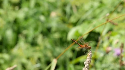 Dragonfly on a cone 動画素材 117227773
