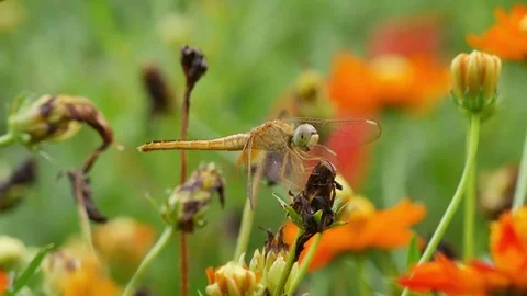 Dragonfly on the cosmos's seed Video stock 75846533