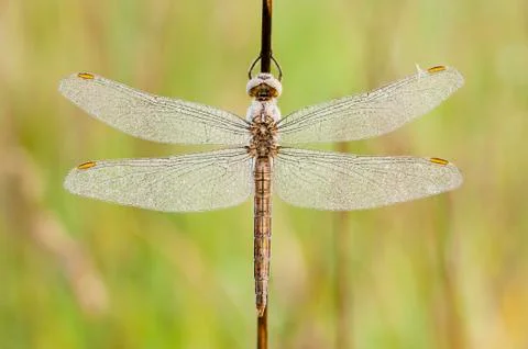 Dragonfly covered with dew drops Stock Photos
