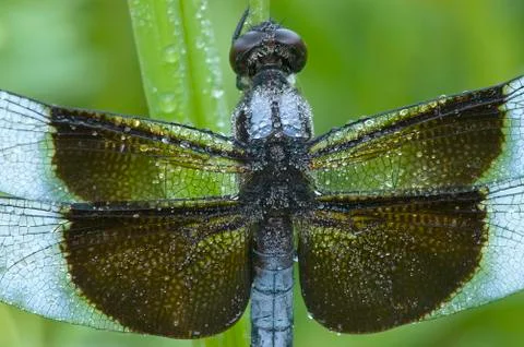 Dragonfly covered with dew Stock-Fotos