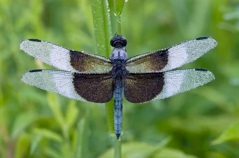 Dragonfly covered with dew 스톡 사진