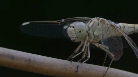 Dragonfly CU Stock Footage 247042378