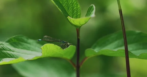 Dragonfly cubs in foraging nature Stock Footage 242998870