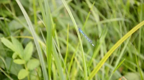 Dragonfly on a culm Vídeos de archivo 11543038