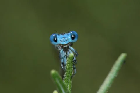 Dragonfly with Cute Face Stock Photos