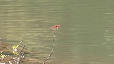 Dragonfly /damselfly, African Video stock 84477843