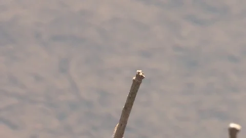 Dragonfly /damselfly, African Video stock 84478367