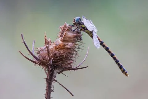 Dragonfly on a dead flower Stock Photos