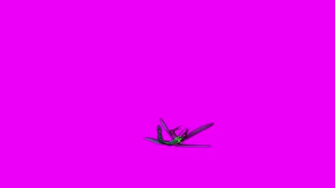 Dragonfly Death Pink Screen Animation 4K Rendering Vídeo Stock 281393560