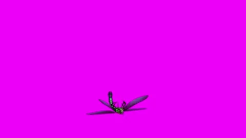 Dragonfly Death Pink Screen Animation 4K Rendering Stock-Footage 281393600
