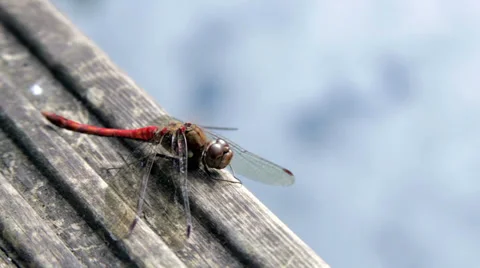 Dragonfly on decking on pond Vídeo Stock 39755644