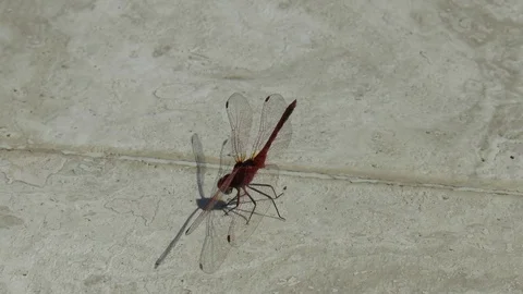 DragonFly Defecating Stock Footage 101604493