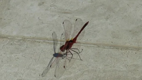 DragonFly Defecating Stock Footage 101644509