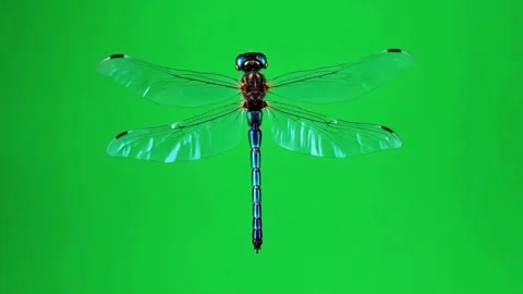 Dragonfly Detailed macro shot of a translucent wings on a green background Stock Footage 320613401
