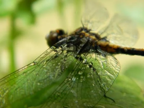 Dragonfly Dew Stock Photos