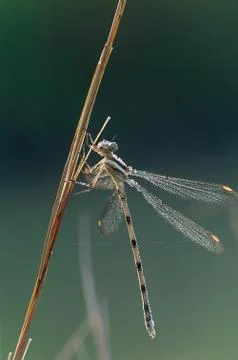Dragonfly with dew on reed Stock Photos