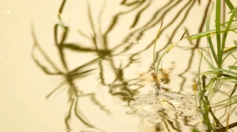 Dragonfly is dipping its tail into water Stock Footage 48349417