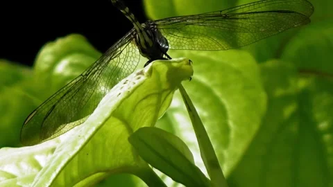 A dragonfly is disturbed by ants Stock Footage 305189042