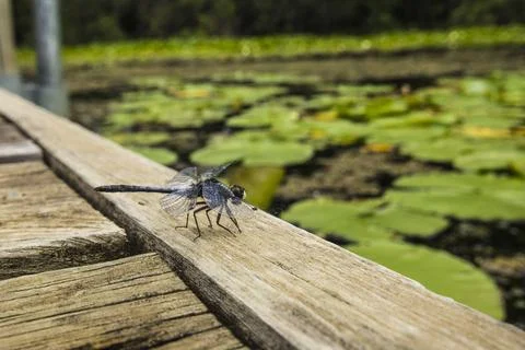 Dragonfly on Dock Stock Photos