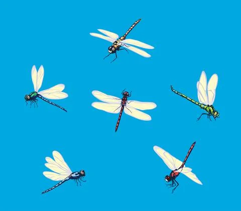 Dragonfly, dragonfly pattern, realistic image, color Illustrazione stock