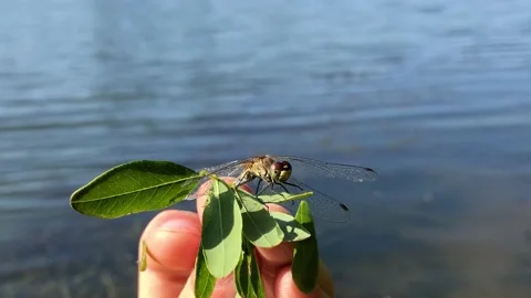 Dragonfly dries its wings after falling into the water. Dragonfly rescue. The Stock Footage 197185976