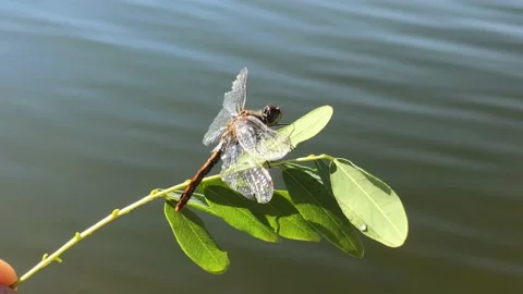 Dragonfly dries its wings after falling into the water. Dragonfly rescue. The Stock Footage 197547172