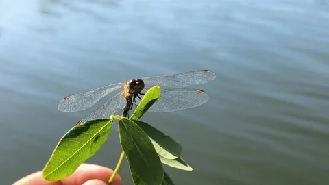 Dragonfly dries its wings after falling into the water. Dragonfly rescue. The Video stock 202611597