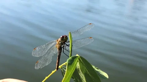 Dragonfly dries its wings after falling into the water. Dragonfly rescue. The Stock Footage 211089590