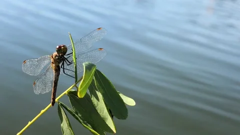 Dragonfly dries its wings after falling into the water. Dragonfly rescue. The Stock-Footage 214498745