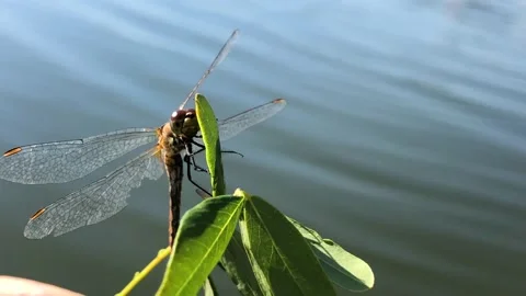 Dragonfly dries its wings after falling into the water. Dragonfly rescue. The Stock Footage 219361068
