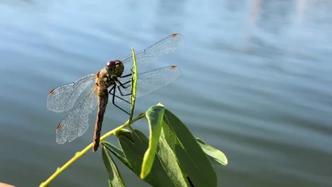 Dragonfly dries its wings. Beautiful dragonfly on a branch close-up. Wildlife. Video stock 199096259