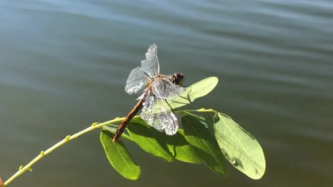 Dragonfly dries its wings. Beautiful dragonfly on a branch close-up. Wildlife. Stock Footage 201527882