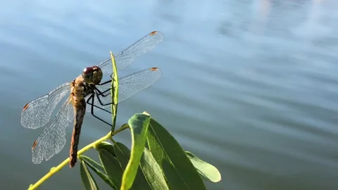 Dragonfly dries its wings. Beautiful dragonfly on a branch close-up. Wildlife. Video stock 203815513