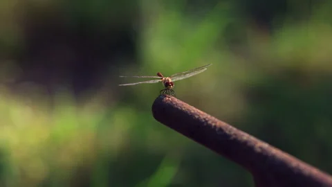 A dragonfly dries its wings on a perch. Stock Footage 318584096