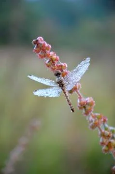 Dragonfly in the drops of dew Stock Photos
