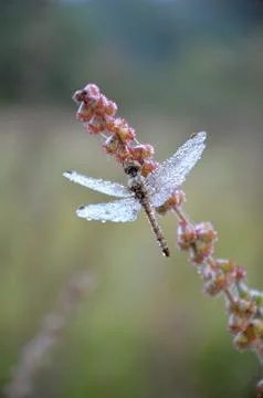 Dragonfly in the drops of dew Stock Photos