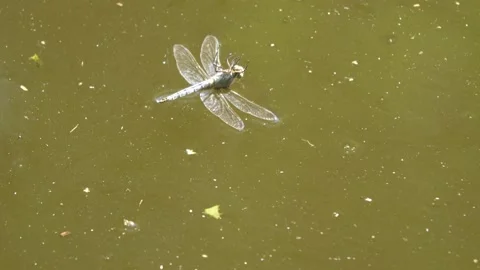 Dragonfly drowning Video stock 201675175