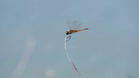 A dragonfly on a dry branch with a blue background Stock Footage 134853630