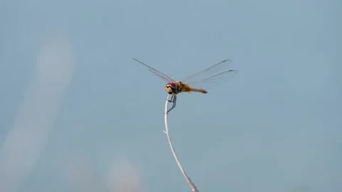 A dragonfly on a dry branch with a blue background Stock Footage 134853662