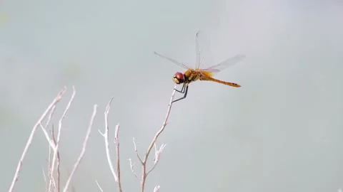 Dragonfly on a dry branch with a gray background Stock Footage 134853703