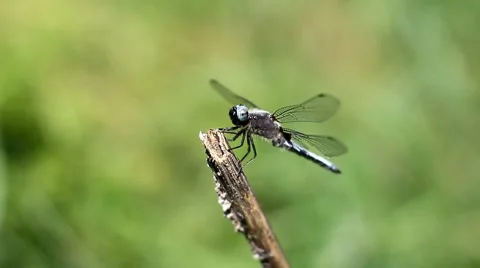 Dragonfly on a dry flower stalk. Stock Footage 63834837